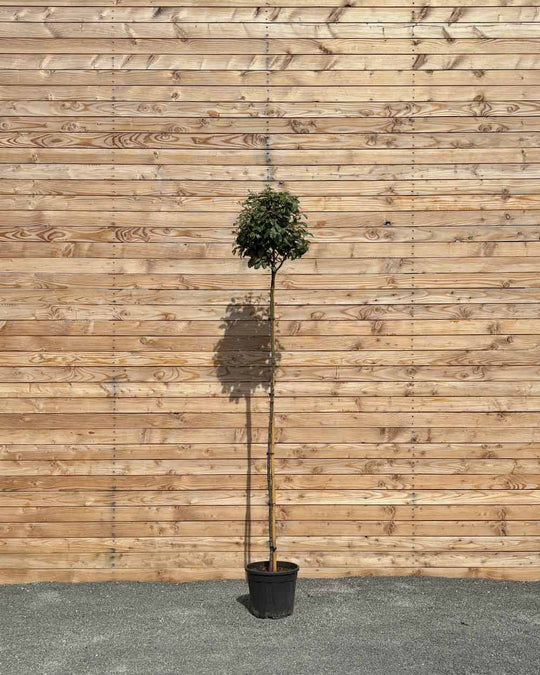 Kugel-Ölweide "Elaeagnus ebbingei" Hochstamm