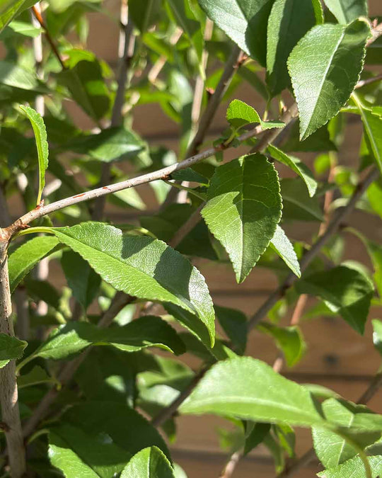 Kugel-Steppenkirsche – Prunus fruticosa ‘Globosa’ (Hochstamm) (Pre Sale)