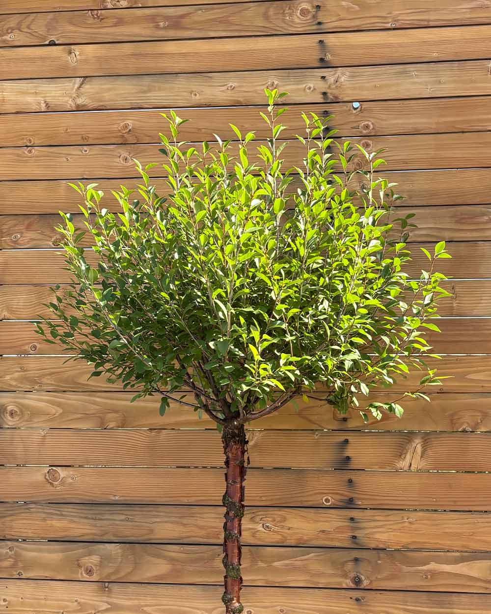 Kugel-Steppenkirsche – Prunus fruticosa ‘Globosa’ (Hochstamm) (Pre Sale)