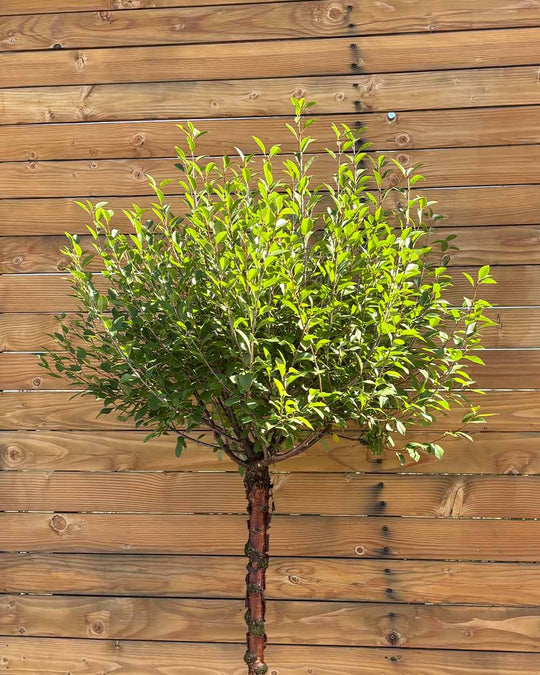Kugel-Steppenkirsche – Prunus fruticosa ‘Globosa’ (Hochstamm) (Pre Sale)