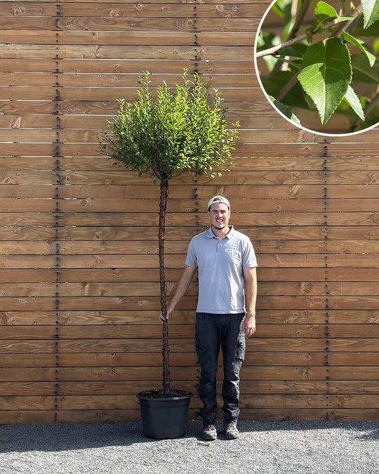 Kugel-Steppenkirsche – Prunus fruticosa ‘Globosa’ (Hochstamm) (Pre Sale)