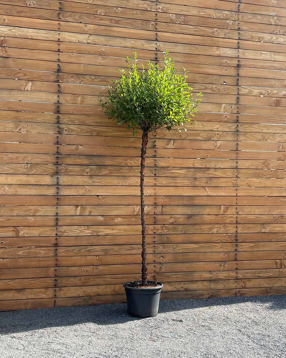 Kugel-Steppenkirsche – Prunus fruticosa ‘Globosa’ (Hochstamm) (Pre Sale)
