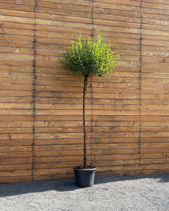 Kugel-Steppenkirsche – Prunus fruticosa ‘Globosa’ (Hochstamm) (Pre Sale)