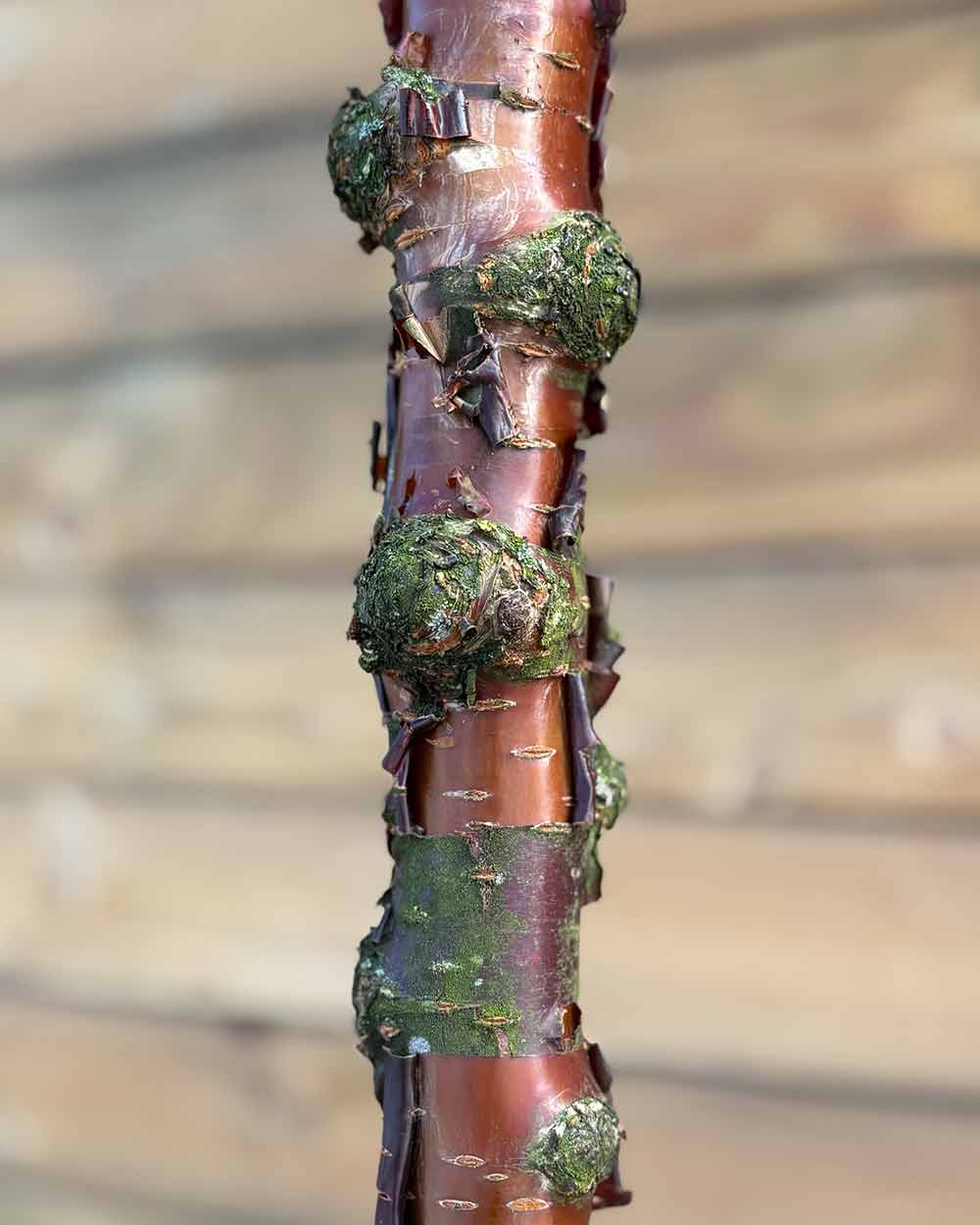 Kugel-Steppenkirsche – Prunus fruticosa ‘Globosa’ (Hochstamm) (Pre Sale)