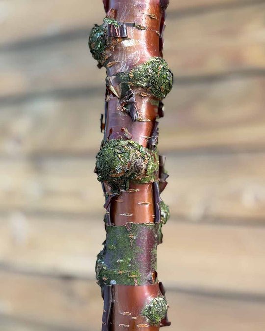 Kugel-Steppenkirsche – Prunus fruticosa ‘Globosa’ (Hochstamm) (Pre Sale)