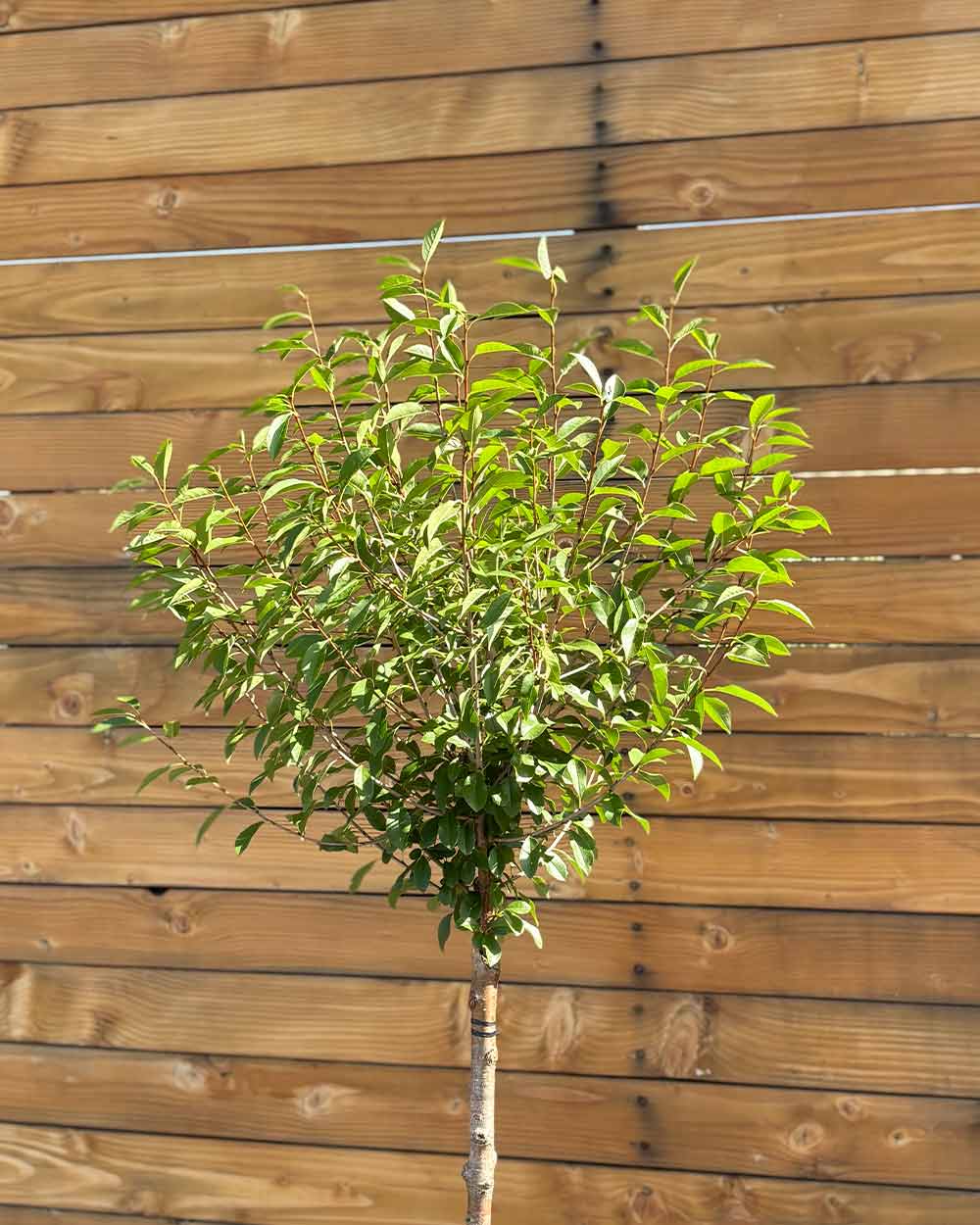Kugel-Steppenkirsche – Prunus fruticosa ‘Globosa’ (Hochstamm) (Pre Sale)