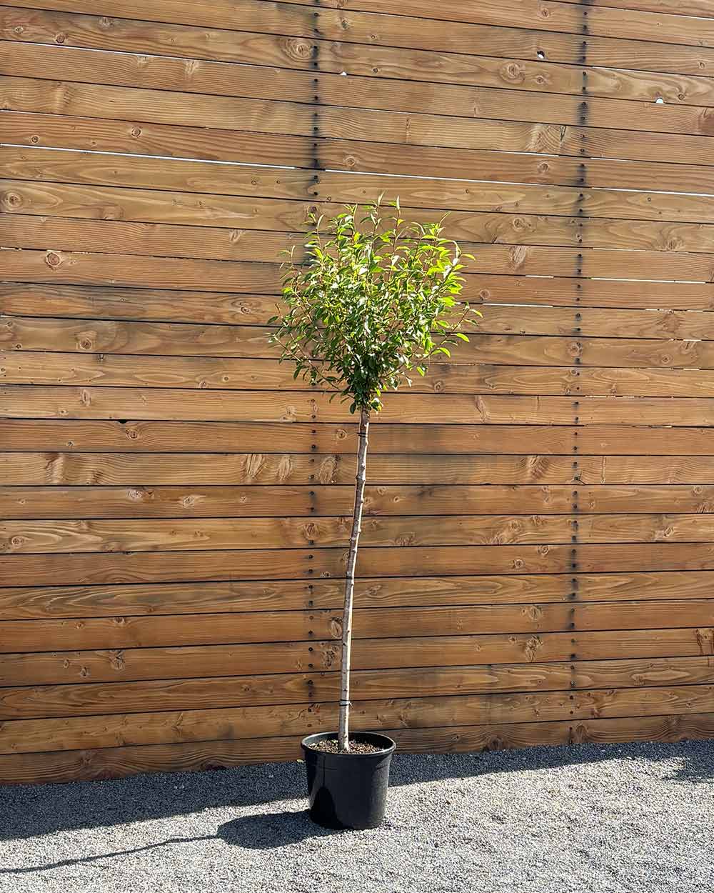 Kugel-Steppenkirsche – Prunus fruticosa ‘Globosa’ (Hochstamm) (Pre Sale)