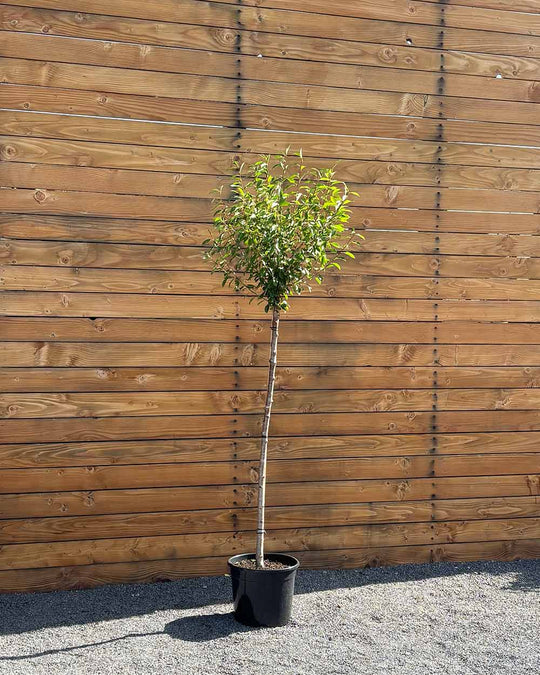 Kugel-Steppenkirsche – Prunus fruticosa ‘Globosa’ (Hochstamm) (Pre Sale)