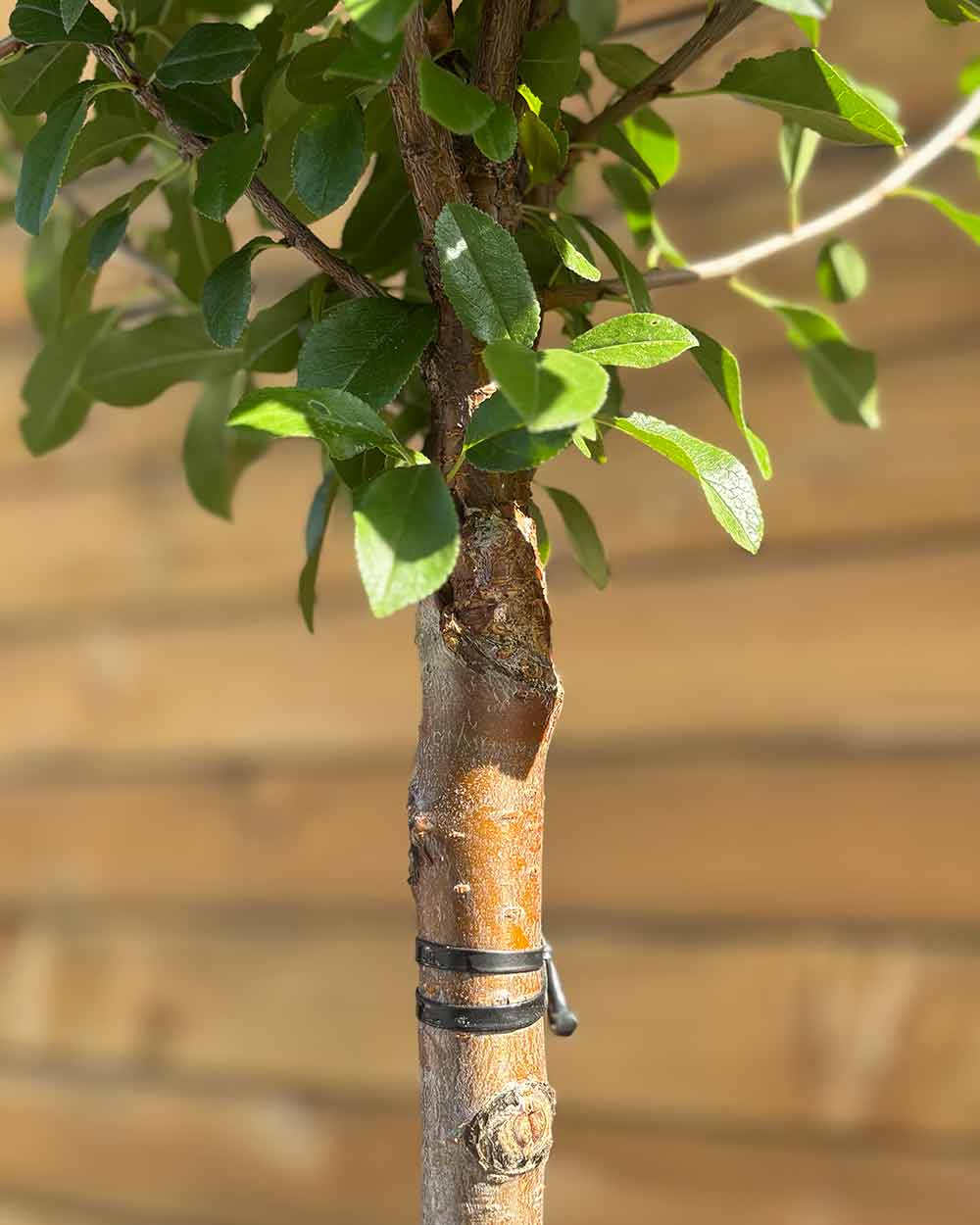 Kugel-Steppenkirsche – Prunus fruticosa ‘Globosa’ (Hochstamm) (Pre Sale)
