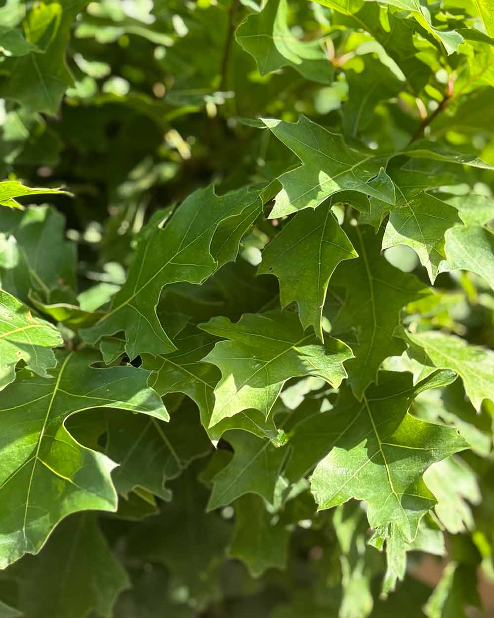 Kugel-Sumpfeiche – Quercus palustris ‘Green Dwarf’ (Hochstamm) (Pre Sale)