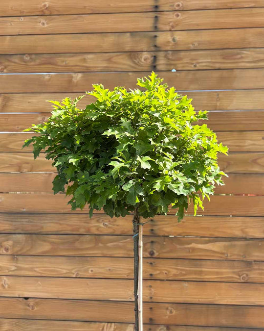 Kugel-Sumpfeiche – Quercus palustris ‘Green Dwarf’ (Hochstamm) (Pre Sale)