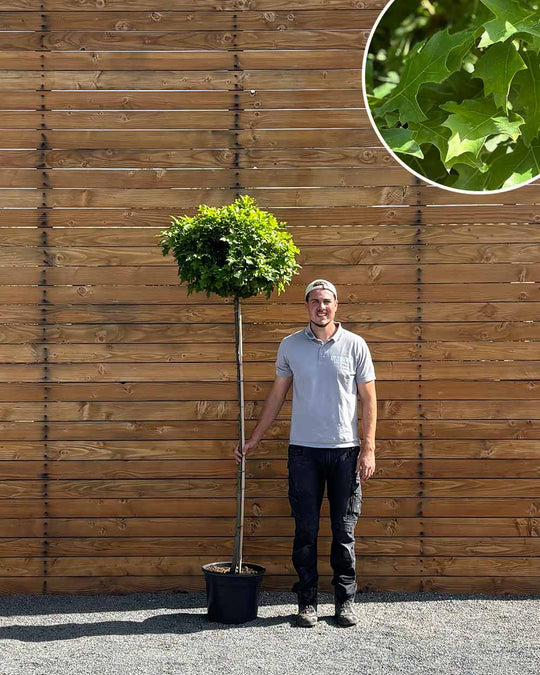 Kugel-Sumpfeiche – Quercus palustris ‘Green Dwarf’ (Hochstamm) (Pre Sale)
