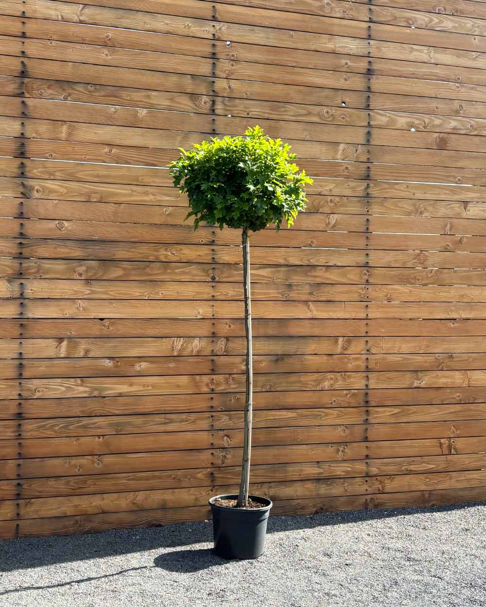 Kugel-Sumpfeiche – Quercus palustris ‘Green Dwarf’ (Hochstamm) (Pre Sale)
