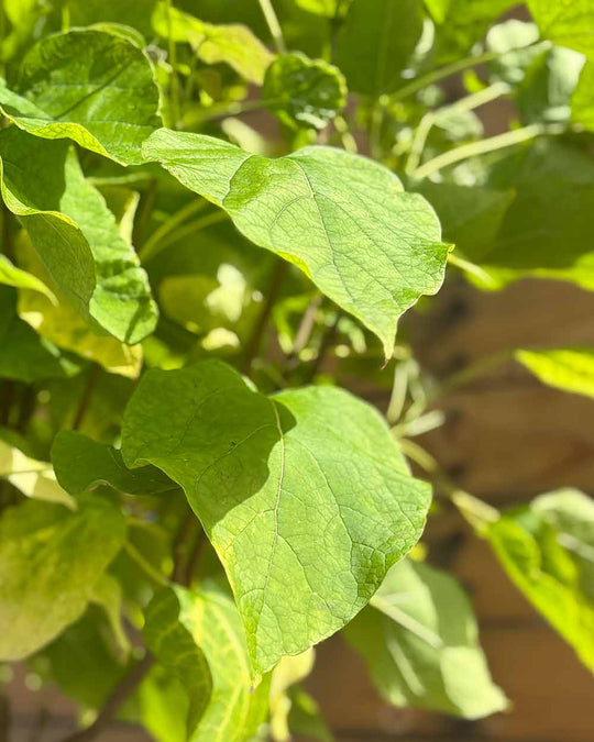 Kugel-Trompetenbaum – Catalpa bignonioides ‘Nana’ (Hochstamm) (Pre Sale)