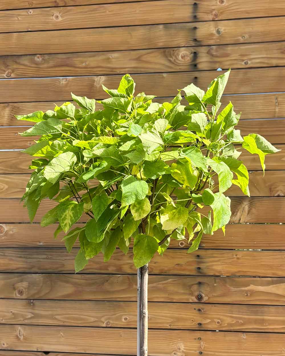 Kugel-Trompetenbaum – Catalpa bignonioides ‘Nana’ (Hochstamm) (Pre Sale)