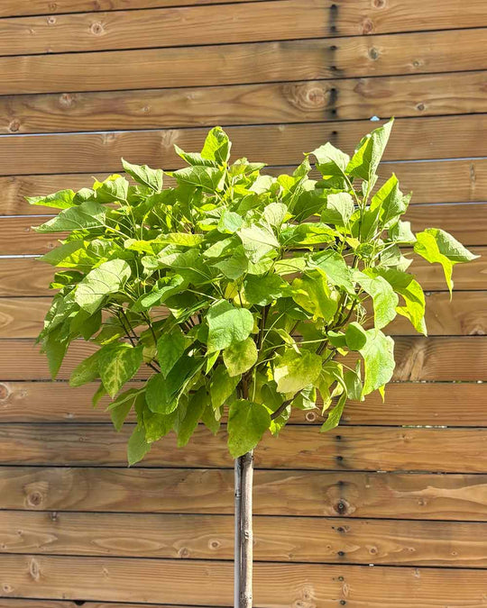 Kugel-Trompetenbaum – Catalpa bignonioides ‘Nana’ (Hochstamm) (Pre Sale)