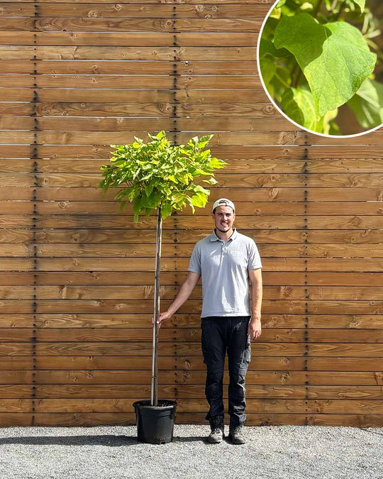 Kugel-Trompetenbaum – Catalpa bignonioides ‘Nana’ (Hochstamm) (Pre Sale)
