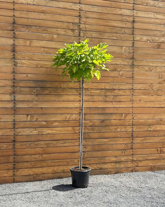 Kugel-Trompetenbaum – Catalpa bignonioides ‘Nana’ (Hochstamm) (Pre Sale)