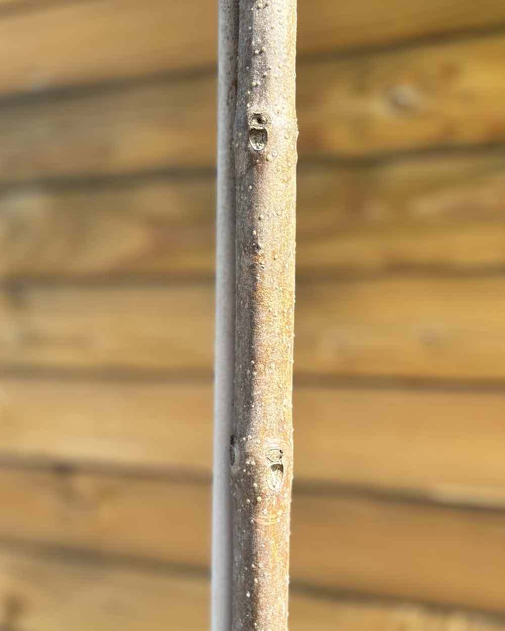 Kugel-Trompetenbaum – Catalpa bignonioides ‘Nana’ (Hochstamm) (Pre Sale)