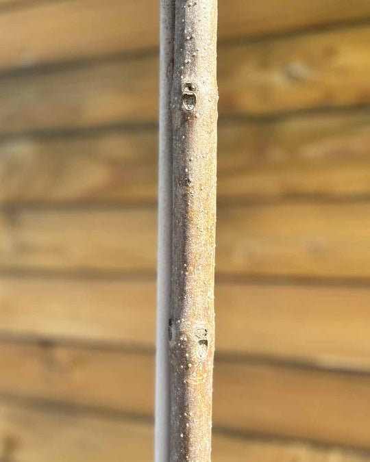 Kugel-Trompetenbaum – Catalpa bignonioides ‘Nana’ (Hochstamm) (Pre Sale)