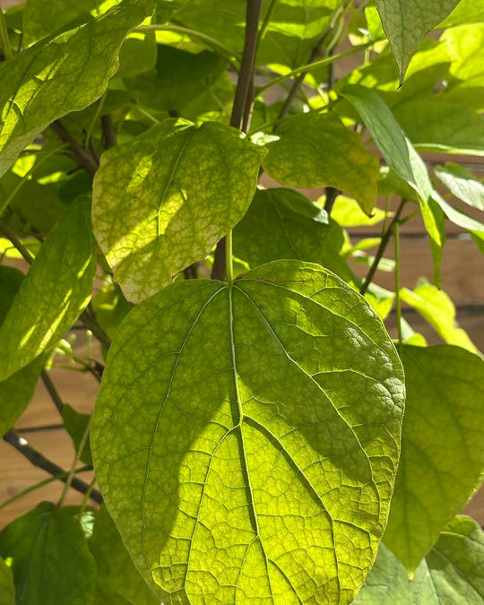 Kugel-Trompetenbaum – Catalpa bignonioides ‘Nana’ (Hochstamm) (Pre Sale)