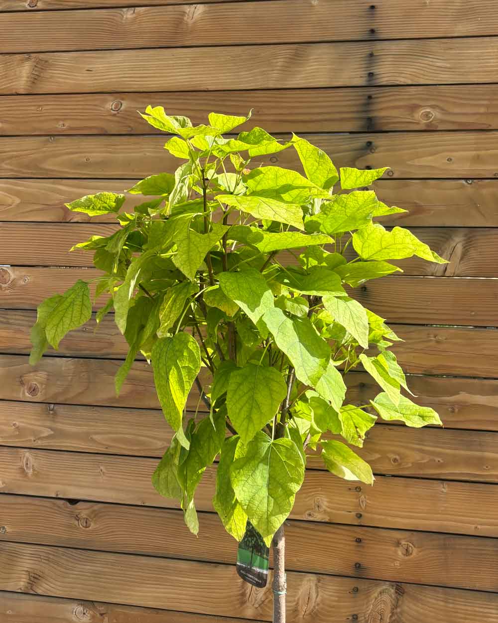 Kugel-Trompetenbaum – Catalpa bignonioides ‘Nana’ (Hochstamm) (Pre Sale)