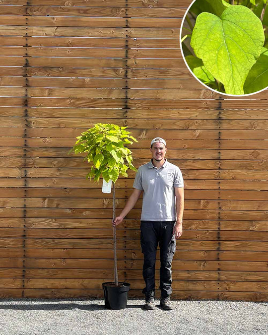 Kugel-Trompetenbaum – Catalpa bignonioides ‘Nana’ (Hochstamm) (Pre Sale)