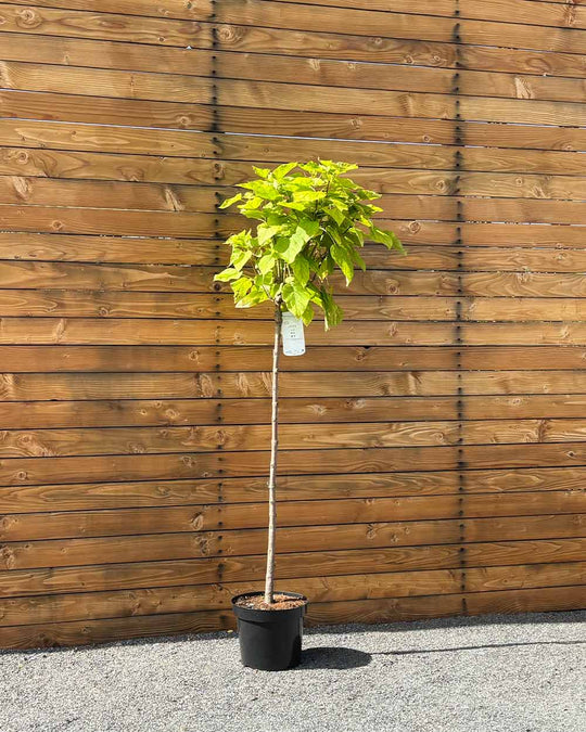 Kugel-Trompetenbaum – Catalpa bignonioides ‘Nana’ (Hochstamm) (Pre Sale)