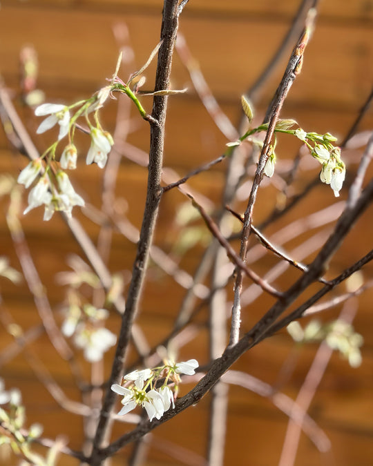 Kupfer-Felsenbirne – Amelanchier lamarckii (Mehrstämmig)