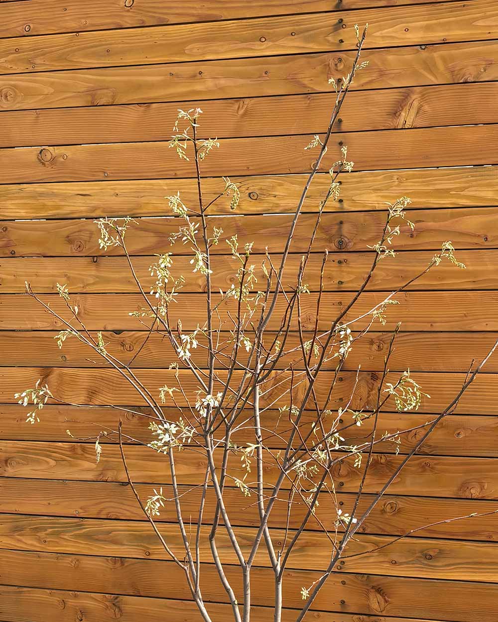 Kupfer-Felsenbirne – Amelanchier lamarckii (Mehrstämmig)