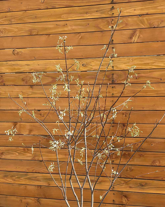 Kupfer-Felsenbirne – Amelanchier lamarckii (Mehrstämmig)