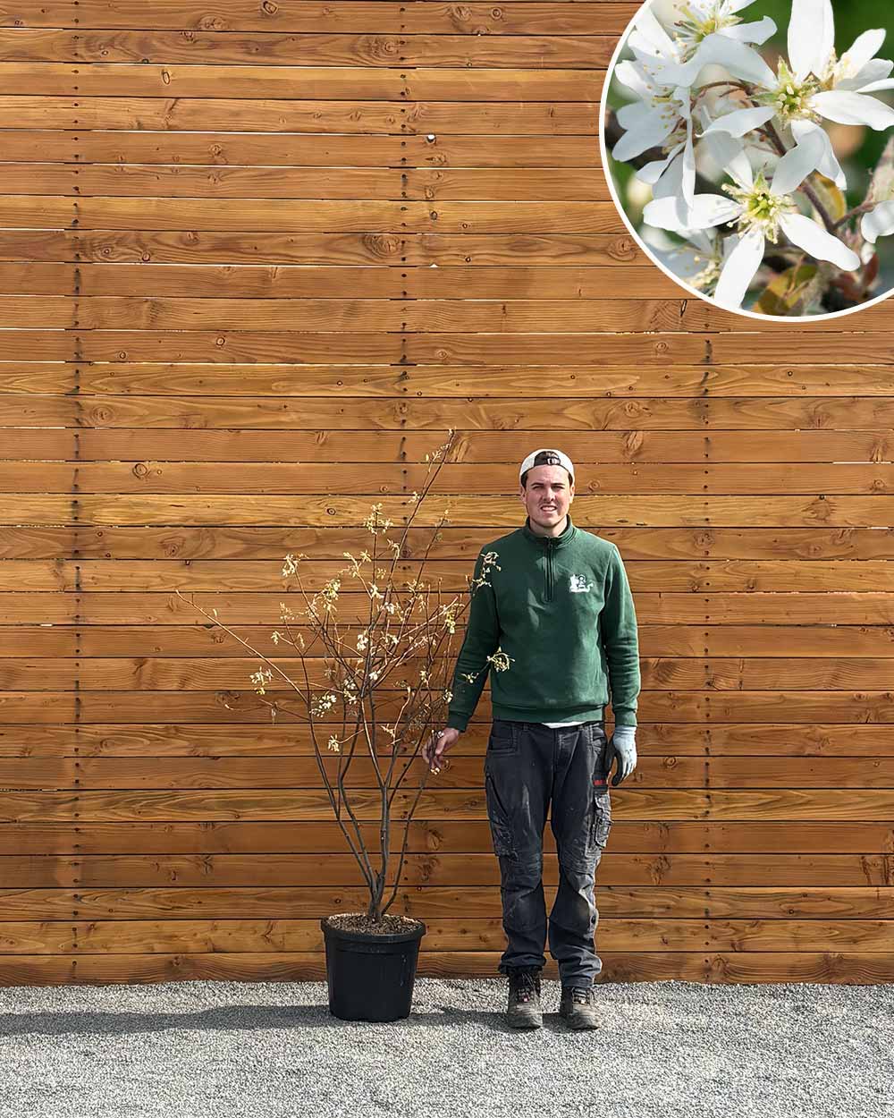 Kupfer-Felsenbirne – Amelanchier lamarckii (Mehrstämmig)