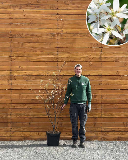 Kupfer-Felsenbirne – Amelanchier lamarckii (Mehrstämmig)