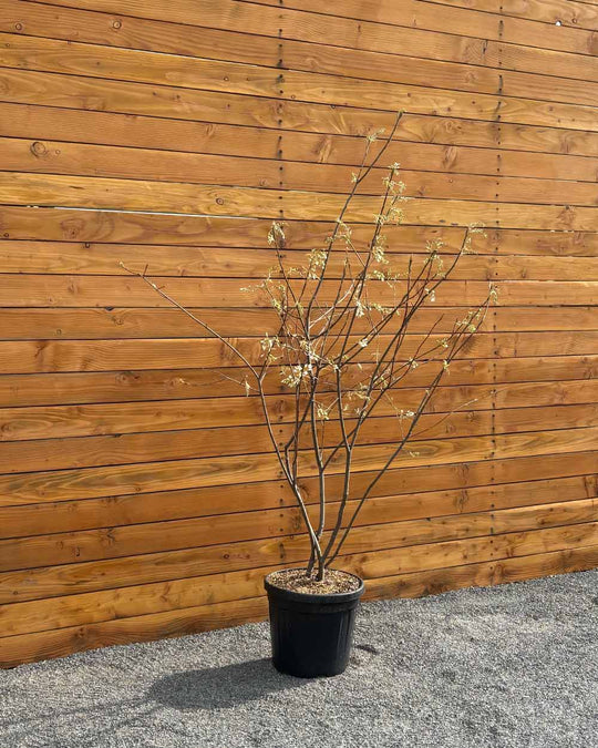 Kupfer-Felsenbirne – Amelanchier lamarckii (Mehrstämmig)