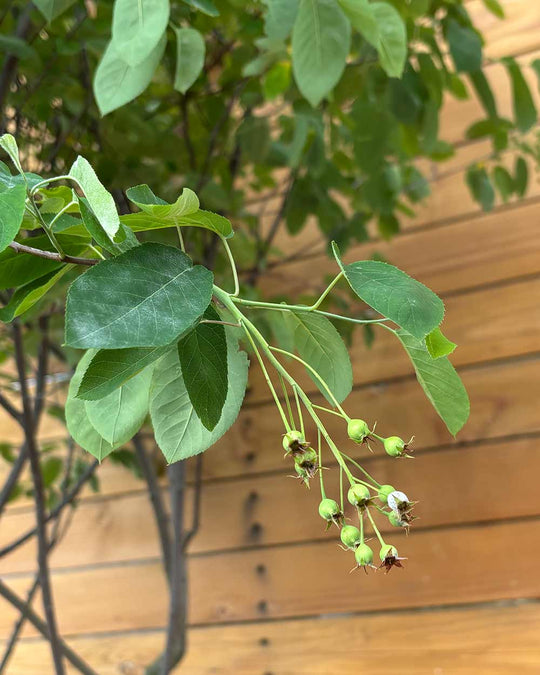 Kupfer-Felsenbirne – Amelanchier lamarckii (Mehrstämmig)