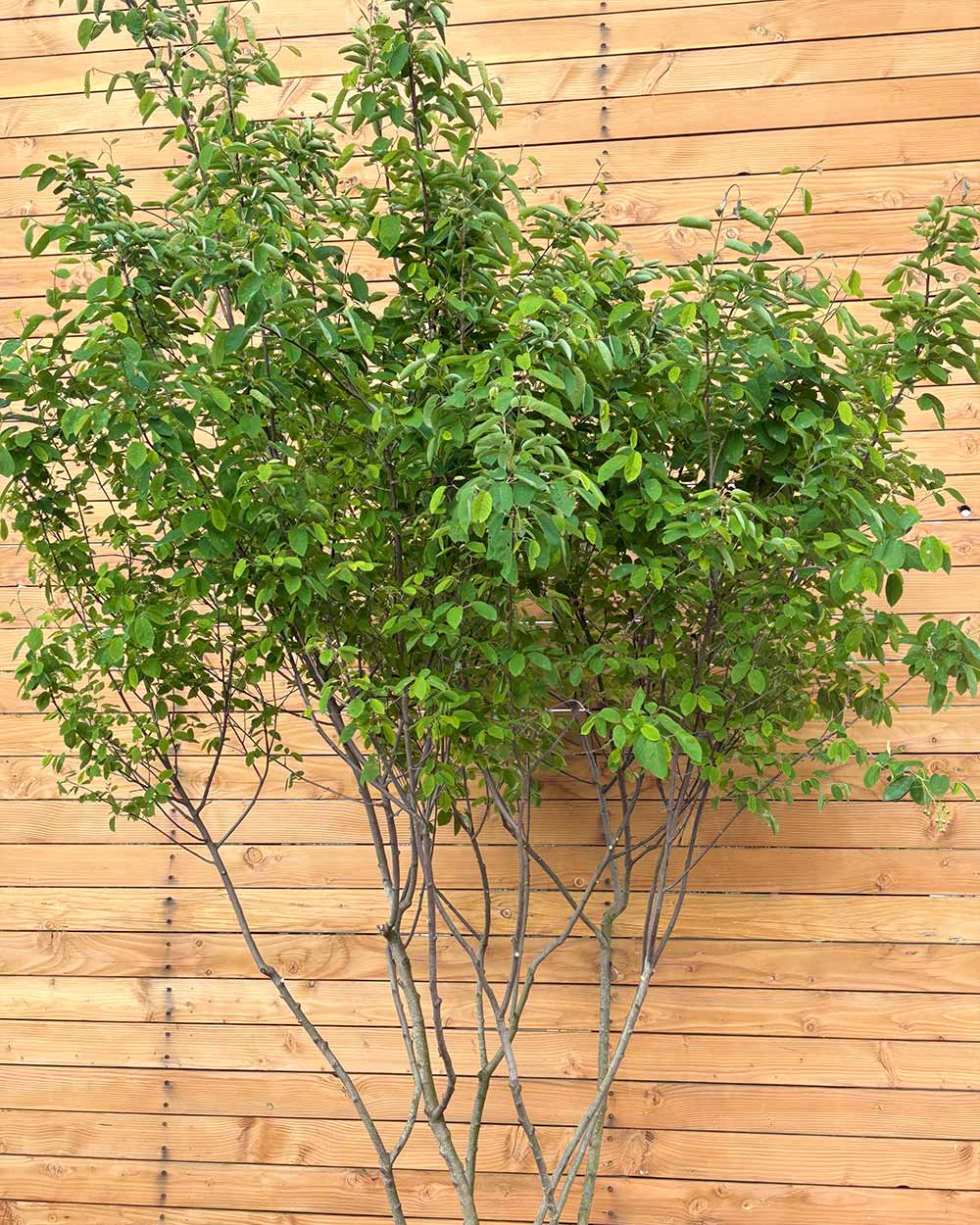 Kupfer-Felsenbirne – Amelanchier lamarckii (Mehrstämmig)
