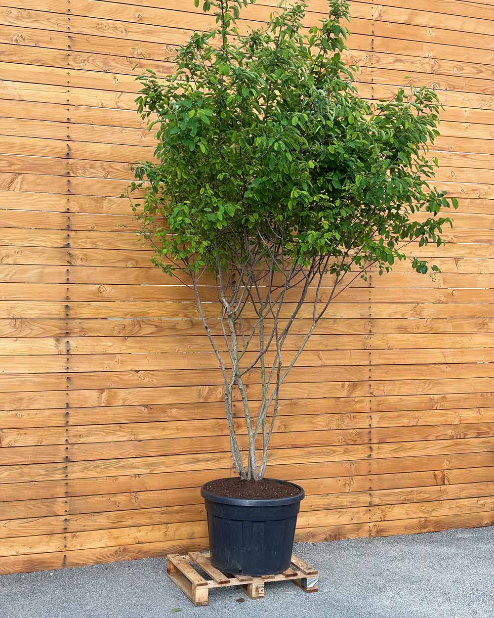 Kupfer-Felsenbirne – Amelanchier lamarckii (Mehrstämmig)