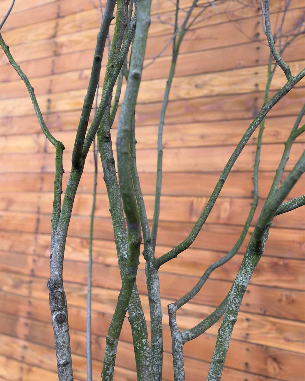 Kupfer-Felsenbirne – Amelanchier lamarckii (Mehrstämmig)