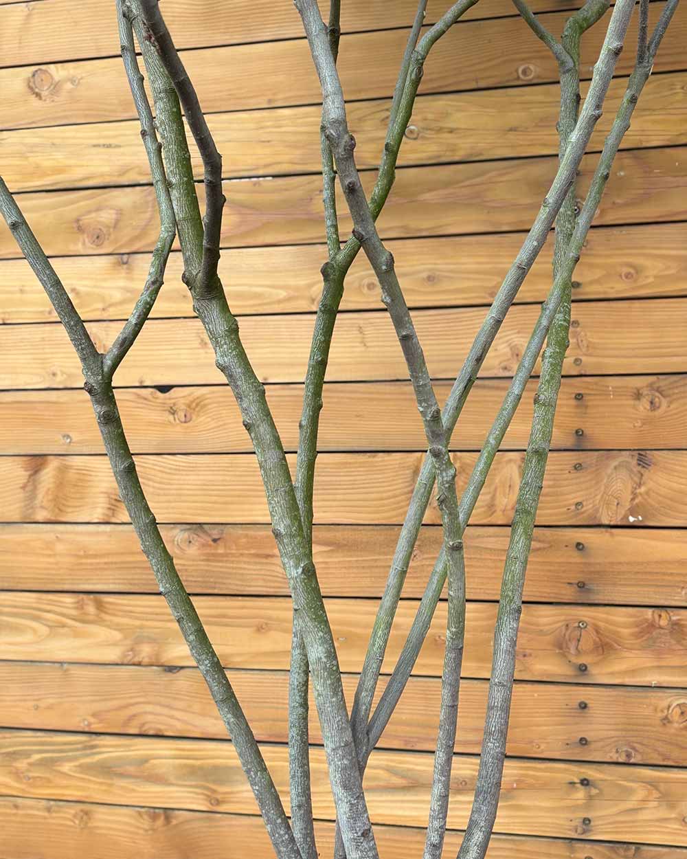 Kupfer-Felsenbirne – Amelanchier lamarckii (Mehrstämmig)