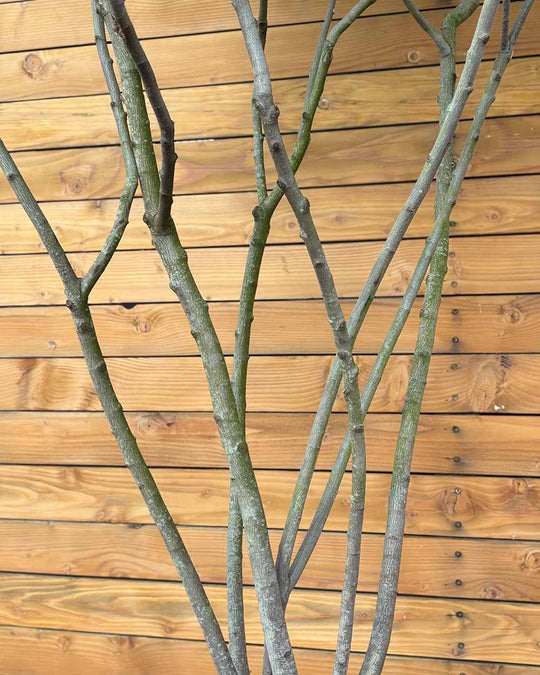 Kupfer-Felsenbirne – Amelanchier lamarckii (Mehrstämmig)