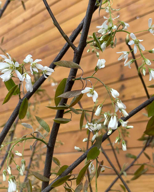 Kupfer-Felsenbirne – Amelanchier lamarckii (Mehrstämmig)