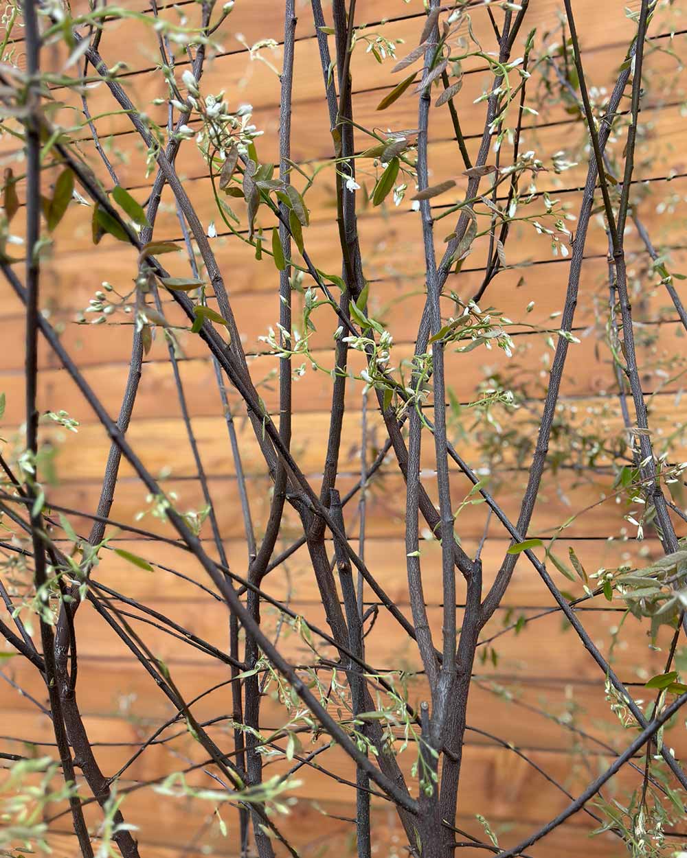 Kupfer-Felsenbirne – Amelanchier lamarckii (Mehrstämmig)