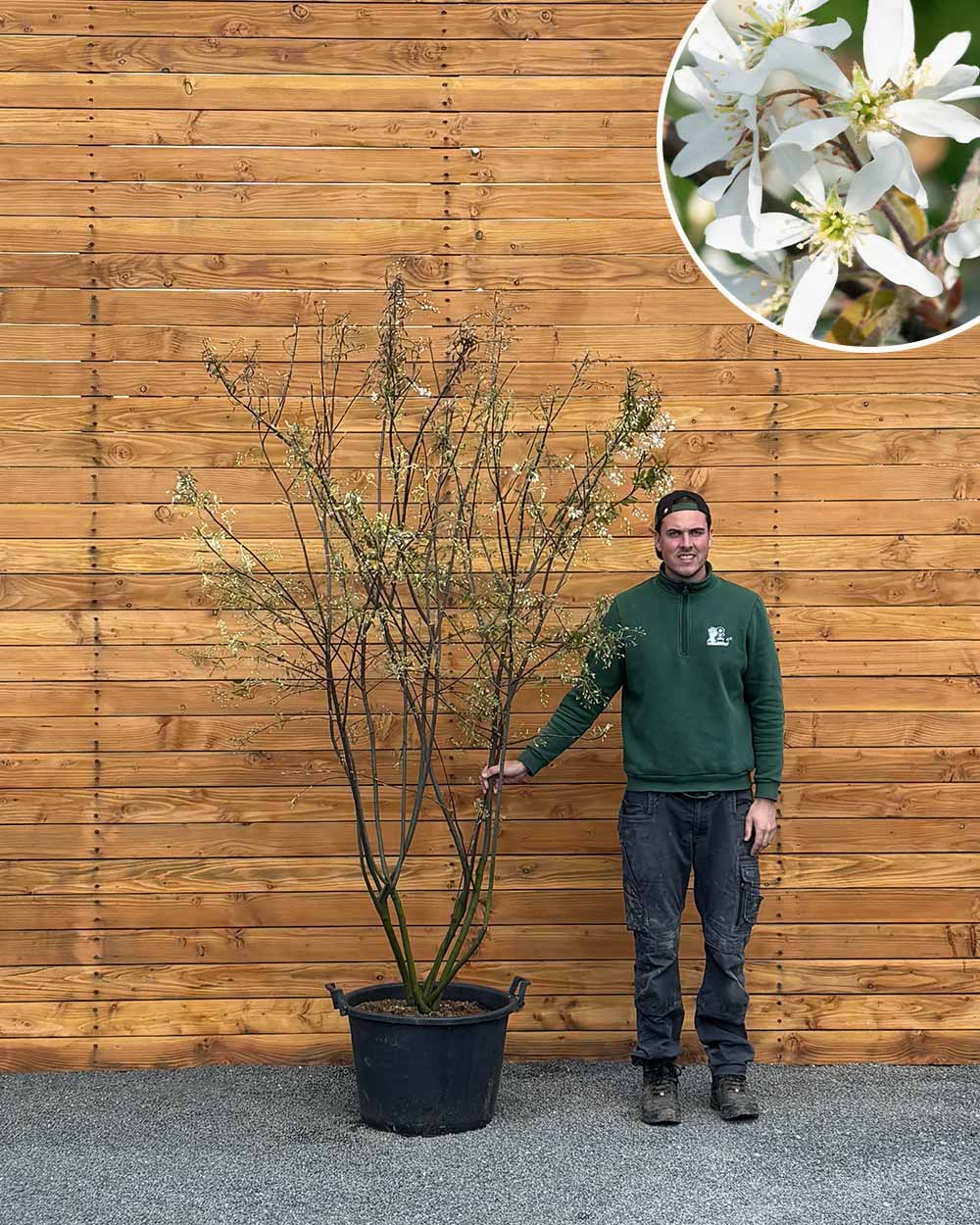 Kupfer-Felsenbirne – Amelanchier lamarckii (Mehrstämmig)