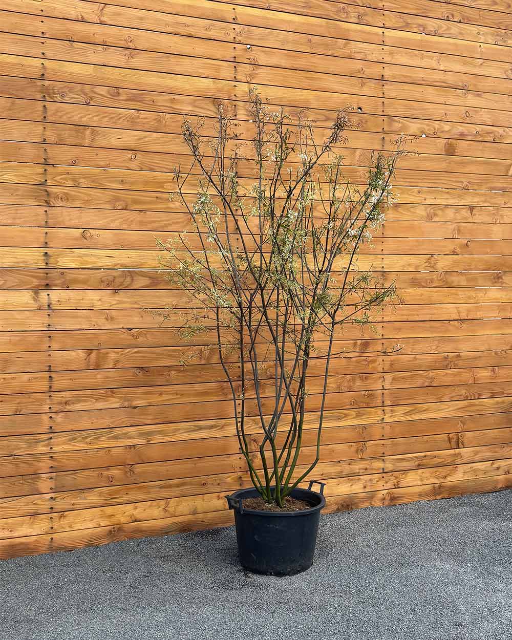 Kupfer-Felsenbirne – Amelanchier lamarckii (Mehrstämmig)