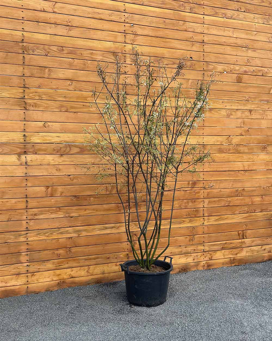 Kupfer-Felsenbirne – Amelanchier lamarckii (Mehrstämmig)