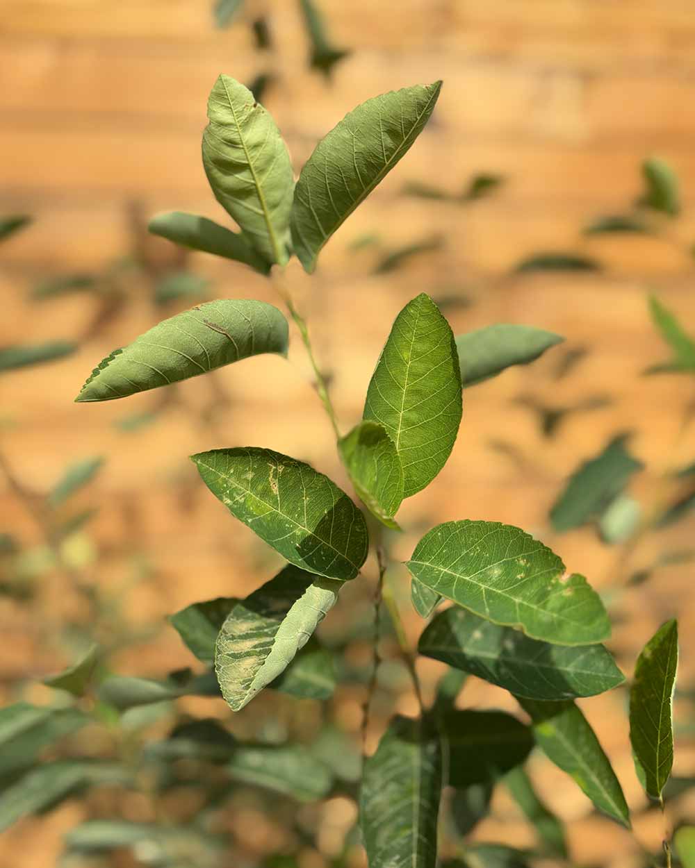 Kupfer-Felsenbirne – Amelanchier × lamarckii (Mehrstämmig)