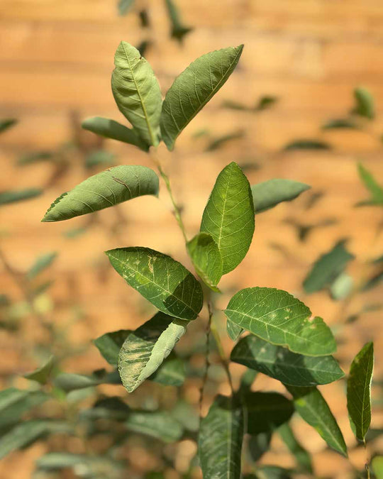 Kupfer-Felsenbirne – Amelanchier × lamarckii (Mehrstämmig)