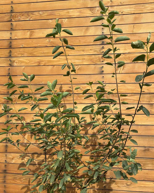 Kupfer-Felsenbirne – Amelanchier × lamarckii (Mehrstämmig)