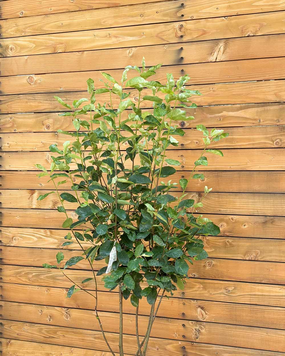 Kupfer-Felsenbirne – Amelanchier × lamarckii (Mehrstämmig)