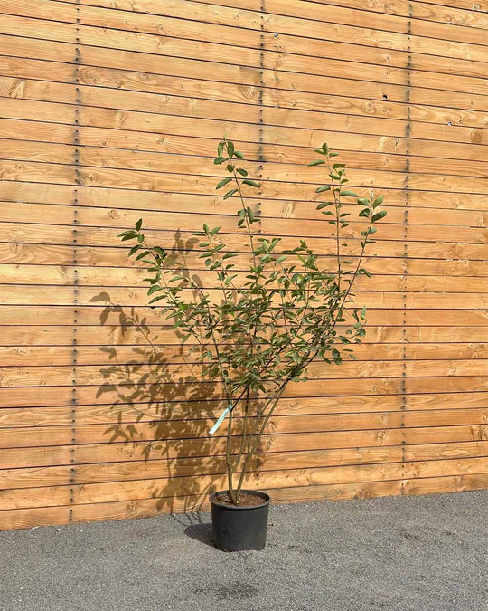 Kupfer-Felsenbirne – Amelanchier × lamarckii (Mehrstämmig)